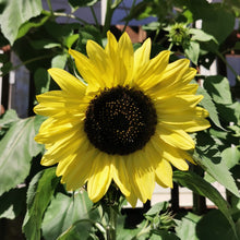 Photo de Tournesol ‘Lemon Queen’. Le tournesol 'Lemon Queen' illumine le jardin avec ses fleurs élégantes aux pétales jaune citron clair et son centre brun chocolaté. La couleur caractéristique est : jaune lime. Le visuel permet d’observer les contours, les teintes et la disposition des éléments présentés. Les détails de forme et les contrastes donnent un aperçu de l’apparence de cette plante ou de sa récolte.