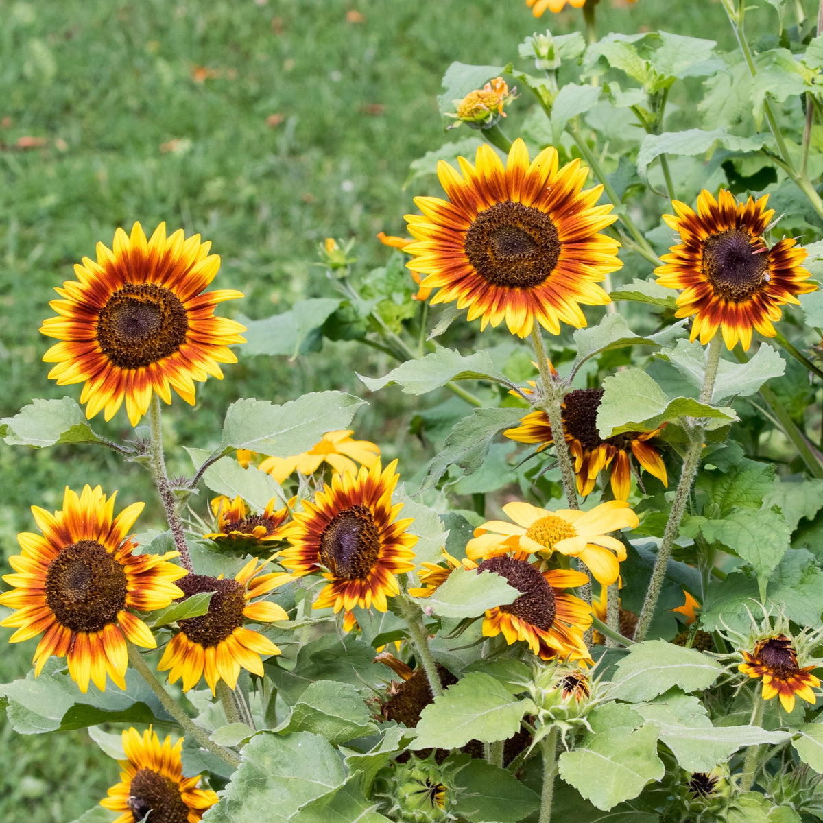 Photo de Tournesol ‘Ring of Fire’. La couleur caractéristique est : bicolore jaune et rouge. Le visuel permet d’observer les contours, les teintes et la disposition des éléments présentés. Les détails de forme et les contrastes donnent un aperçu de l’apparence de cette plante ou de sa récolte. Cette photographie accompagne la variété nommée afin de l’identifier dans la sélection de semences.