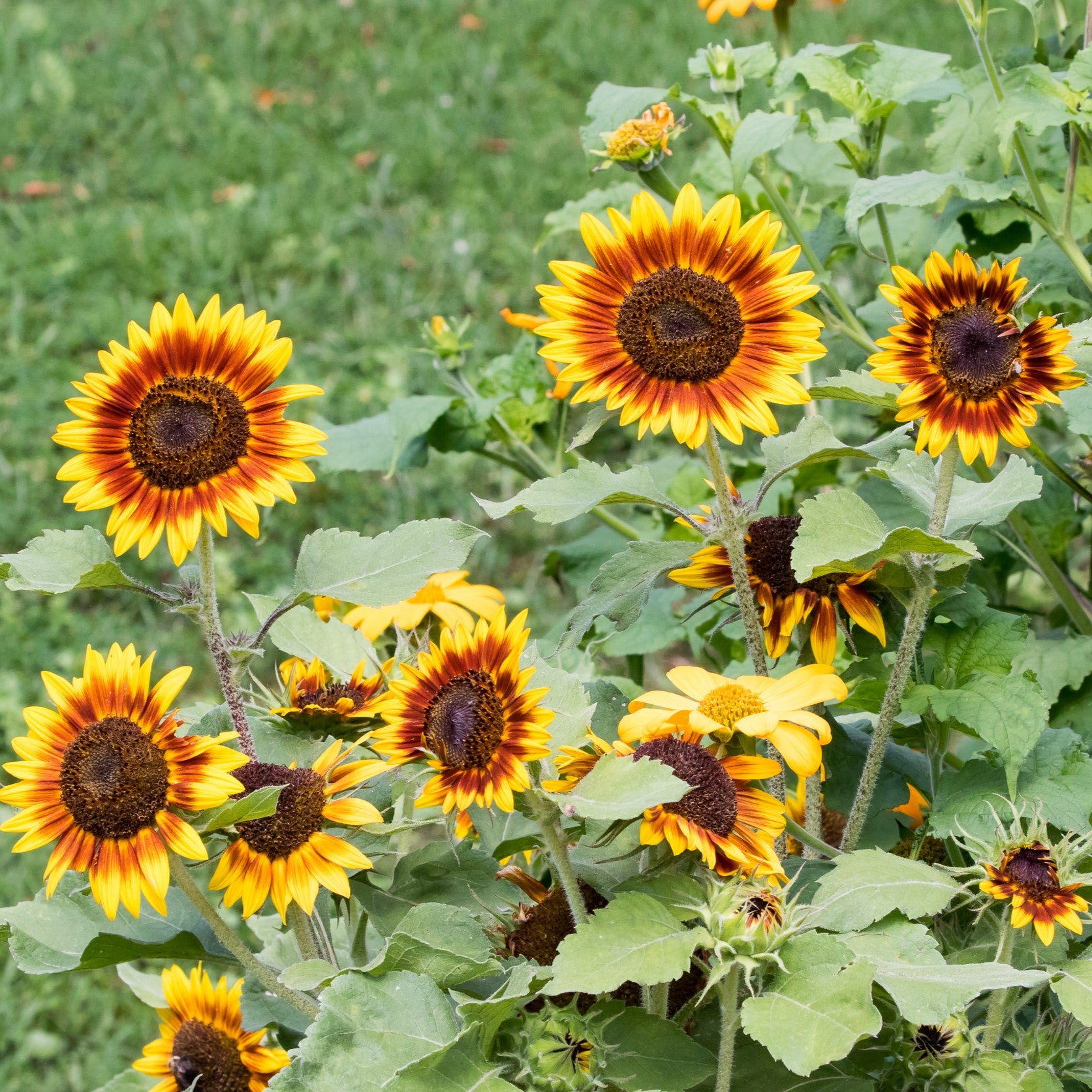 Photo de Tournesol ‘Ring of Fire’. La couleur caractéristique est : bicolore jaune et rouge. Le visuel permet d’observer les contours, les teintes et la disposition des éléments présentés. Les détails de forme et les contrastes donnent un aperçu de l’apparence de cette plante ou de sa récolte. Cette photographie accompagne la variété nommée afin de l’identifier dans la sélection de semences.
