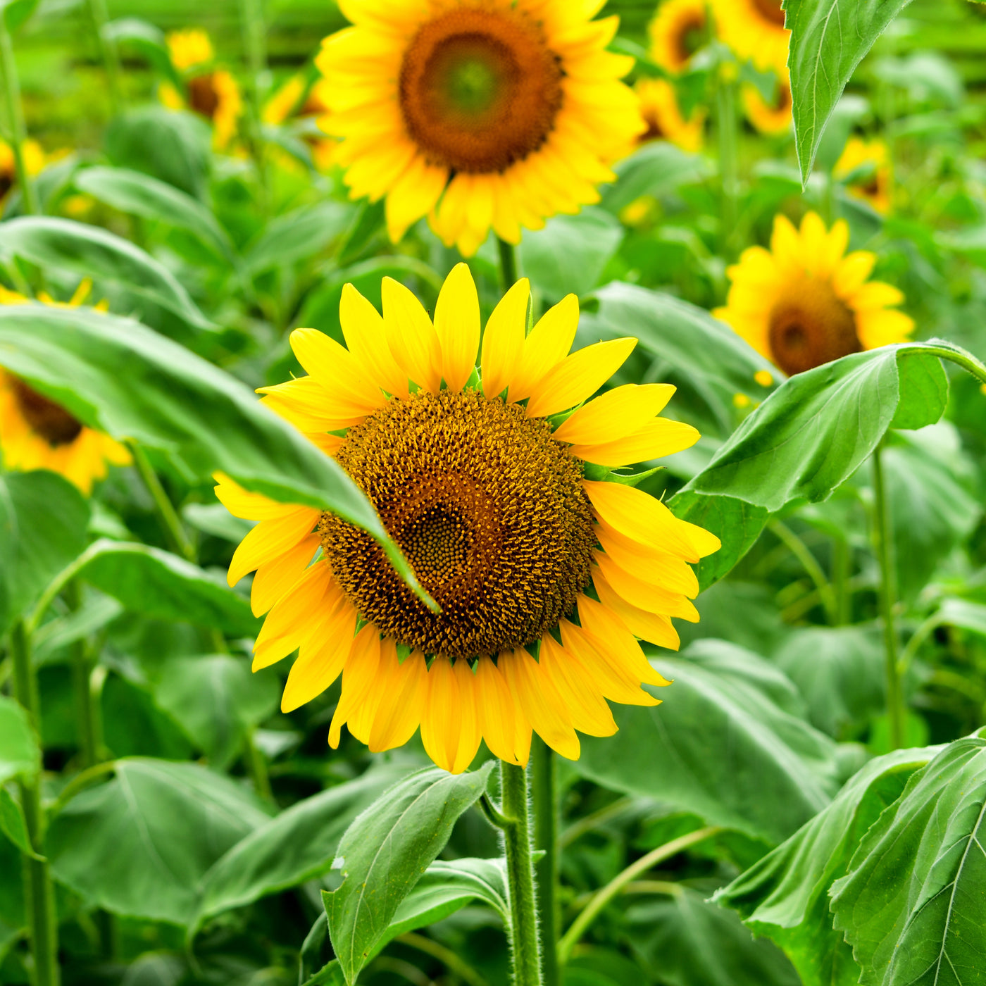Sunflower Suntastic Golden F1