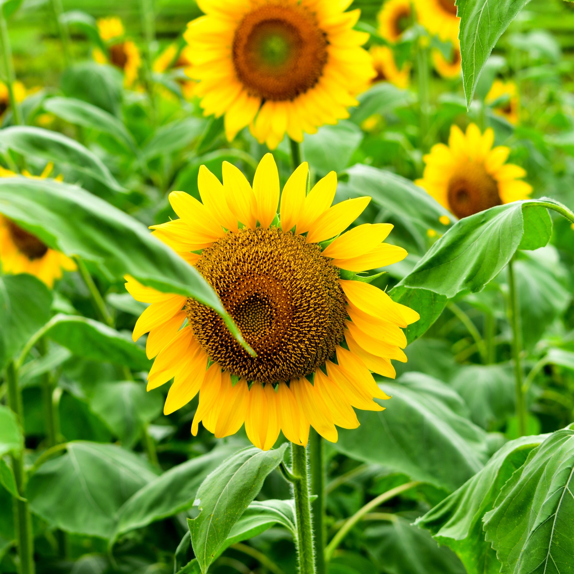 Tournesol ‘Suntastic Golden’ F1 (<em>Helianthus annuus</em>)