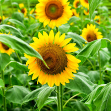 Tournesol 'Suntastic Golden' F1