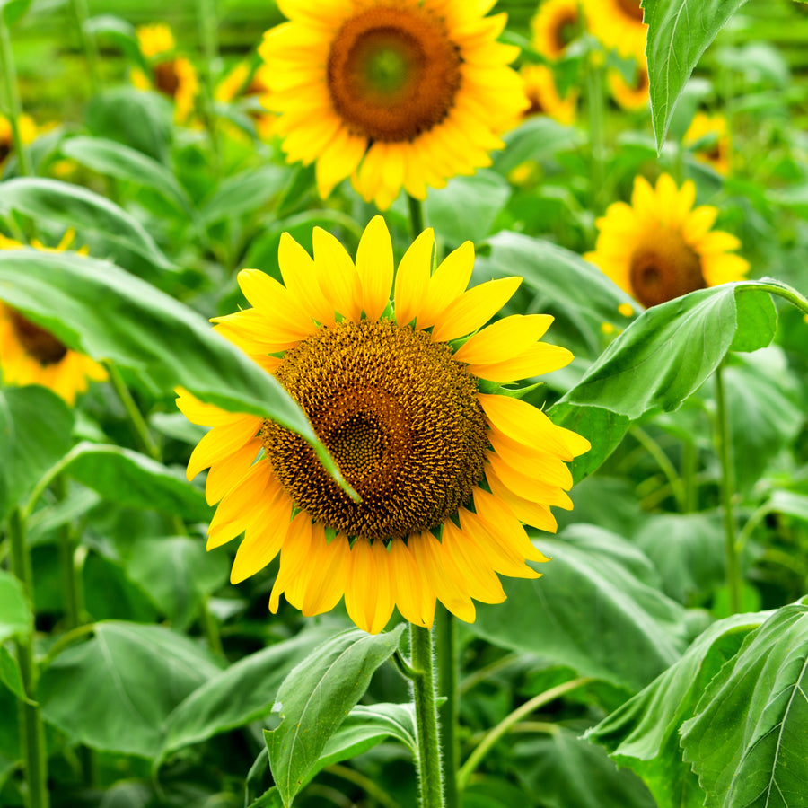 Sunflower Suntastic Golden F1