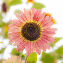 Tournesol 'Cherry Rose'