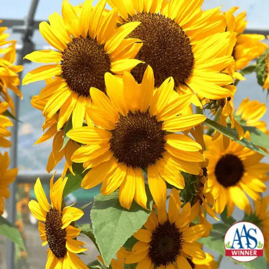 Photo de Tournesol ‘Concert Bell’ F1. Le tournesol 'Concert Bell F1' se distingue par sa présentation florale exceptionnelle?: plusieurs grappes de 10 à 12 fleurs jaunes dorées sur une tige dressée. La couleur caractéristique est : jaune. Le visuel permet d’observer les contours, les teintes et la disposition des éléments présentés.