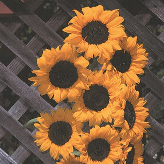 Un groupe de fleurs jaune orangé est photographié devant un treillis brun sombre. Les grands centres noirs sont entourés de pétales allongés, légèrement repliés ou ondulés. Les fleurs se superposent en une colonne irrégulière qui descend vers le bas du cadre. Le fond montre des lattes croisées en diagonale et quelques espaces sombres entre elles.