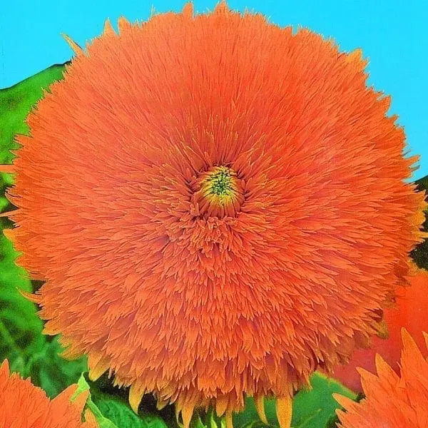 Photo de Tournesol double ‘Santa Fe’. La couleur caractéristique est : orange. Le visuel permet d’observer les contours, les teintes et la disposition des éléments présentés. Les détails de forme et les contrastes donnent un aperçu de l’apparence de cette plante ou de sa récolte. Cette photographie accompagne la variété nommée afin de l’identifier dans la sélection de semences.