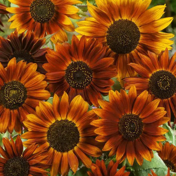 Photo de Tournesol ‘Earthwalker’. Le tournesol 'Eartwalker' se distingue par ses fleurs éclatantes dans une palette chaude de tons orange, brun cuivré, acajou et rouge rouille. La couleur caractéristique est : orange. Le visuel permet d’observer les contours, les teintes et la disposition des éléments présentés. Les détails de forme et les contrastes donnent un aperçu de l’apparence de cette plante ou de sa récolte.