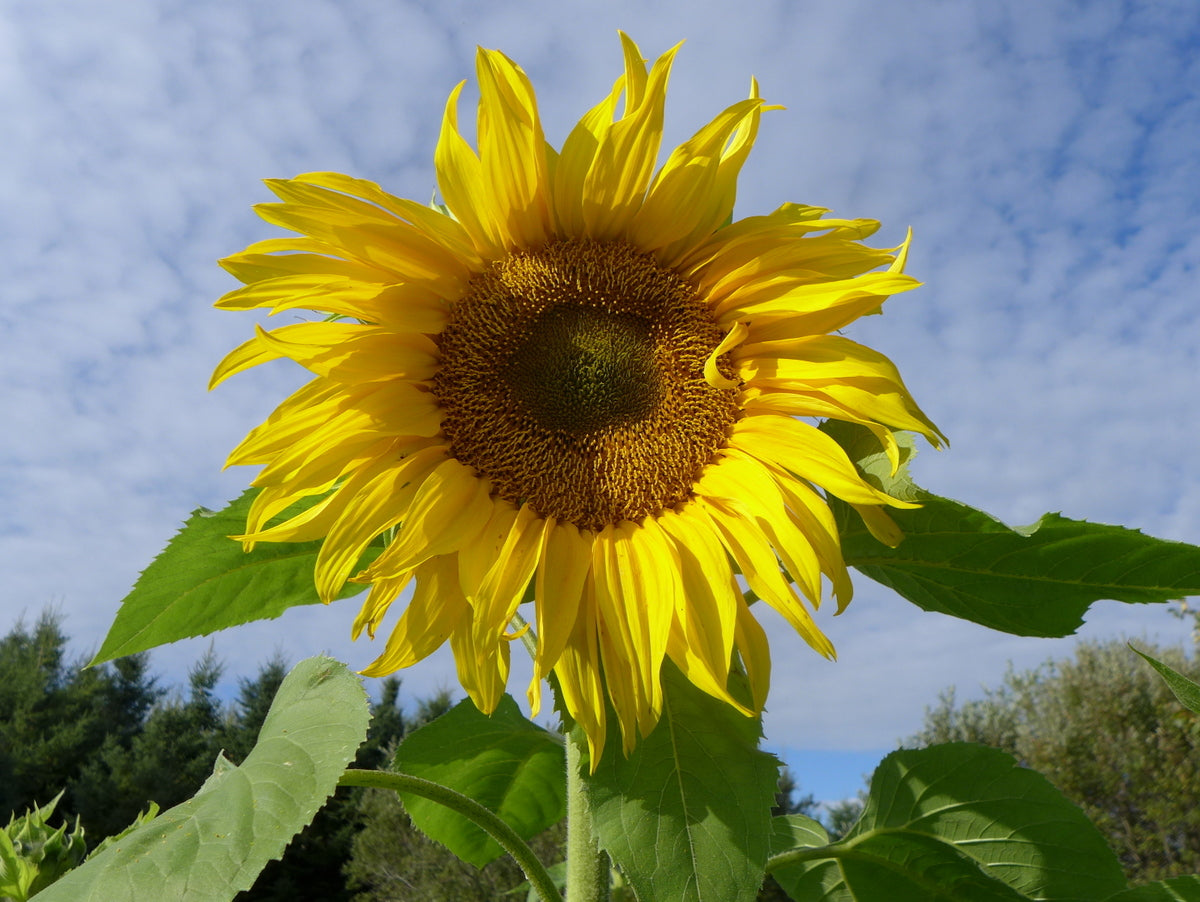 'Giant' Sunflower
