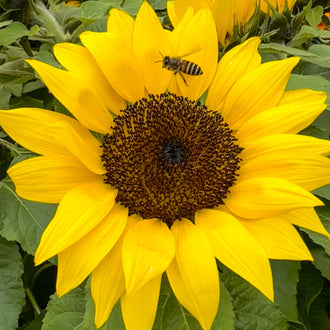 Une grande fleur jaune remplit le centre de l’image, avec des pétales longs et pointus autour d’un disque brun très fourni. Un petit insecte rayé de jaune et noir est visible au-dessus du centre. Des feuilles vertes allongées et d’autres fleurs jaunes occupent les bords, sur un arrière-plan végétal vert et sombre dans les interstices.