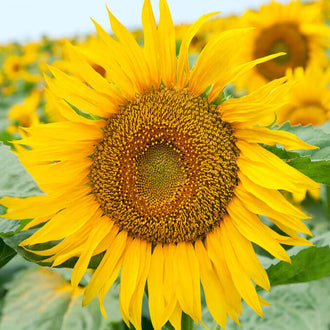 Une très grande tête florale jaune occupe le premier plan, avec un large disque central brun doré. De petits éléments serrés couvrent ce disque, entouré de pétales longs et irréguliers. Plusieurs pétales se replient ou descendent vers le bas. Des feuilles vert gris et d’autres fleurs jaunes apparaissent derrière, sous une portion de fond bleu clair.