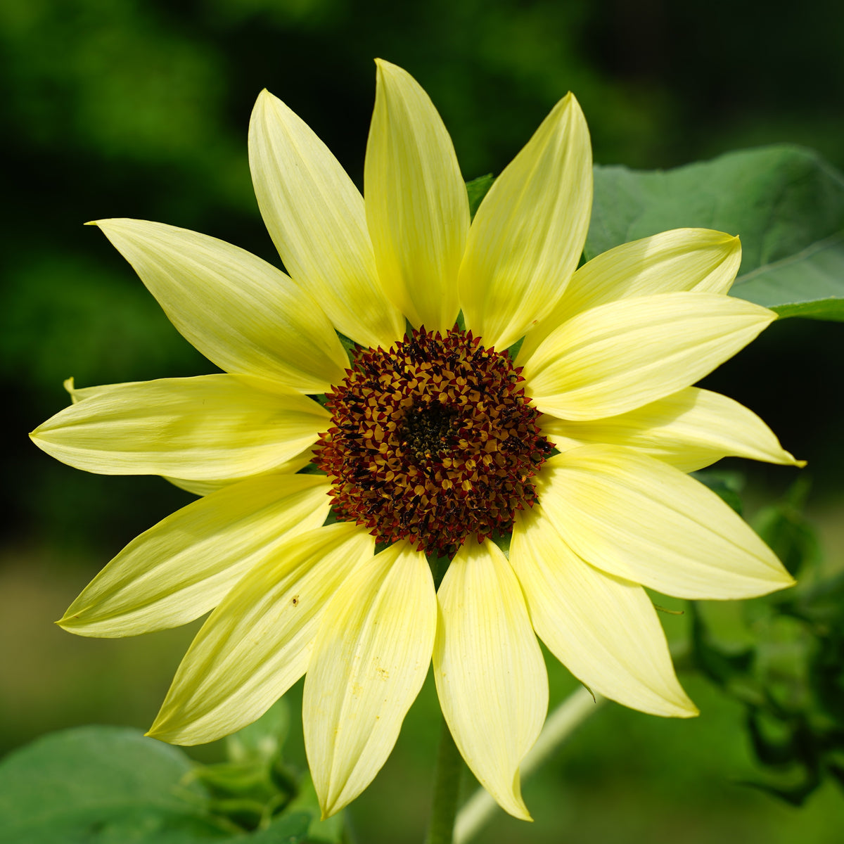Une fleur jaune pâle est ouverte de face devant un fond vert sombre. Ses pétales longs et pointus portent de fines lignes longitudinales et se chevauchent légèrement. Le centre brun orangé est constitué de nombreux petits éléments serrés. Une grande feuille verte apparaît derrière la fleur, à droite, avec quelques portions de feuillage dans le bas.