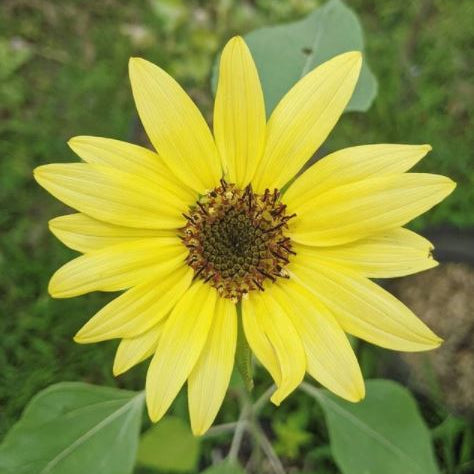 Organic 'Lemon Queen' Sunflower