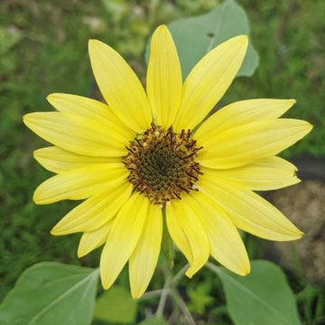 Organic 'Lemon Queen' Sunflower