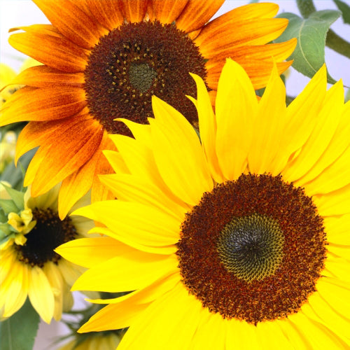 Mélange de tournesol bio