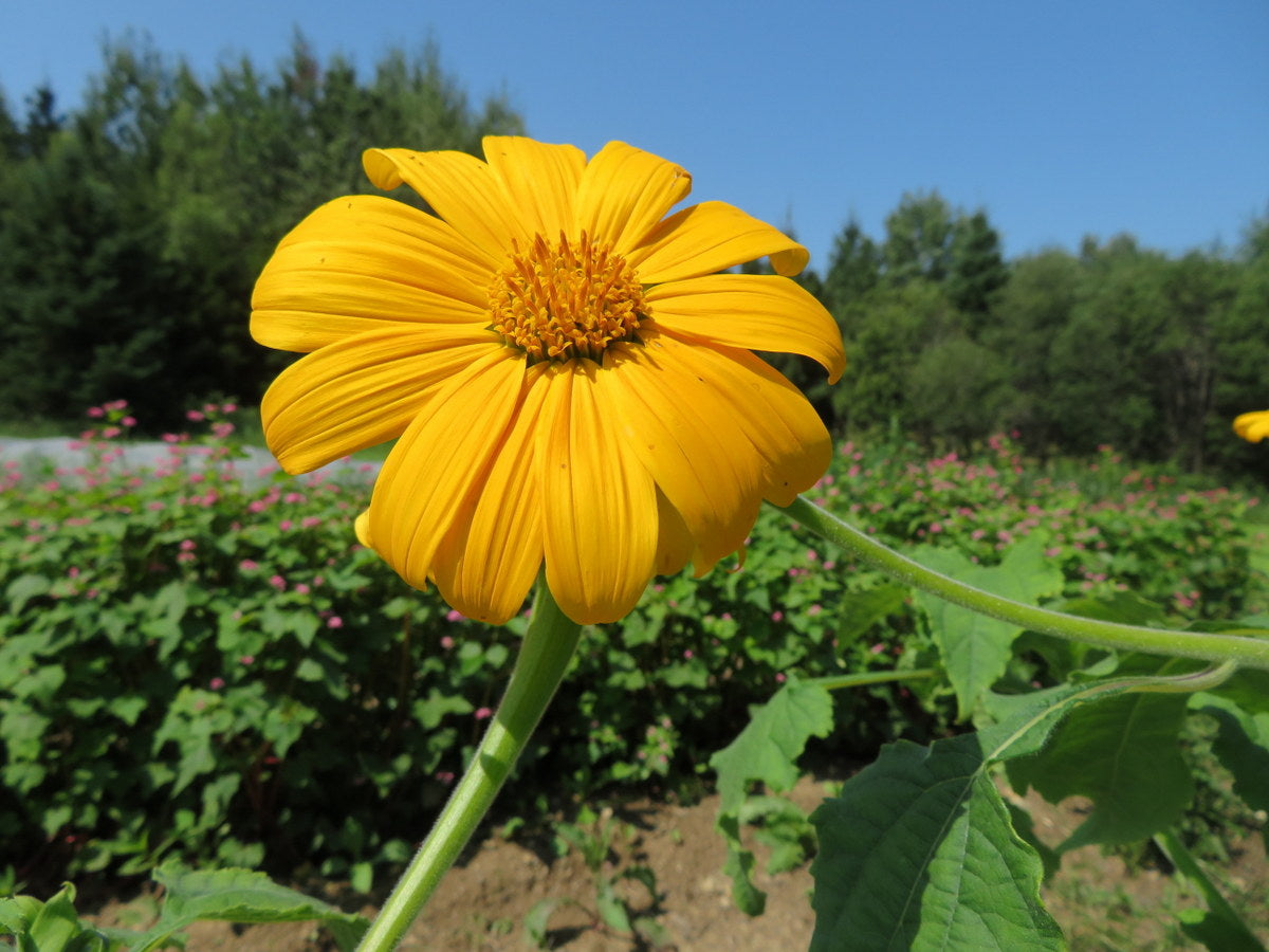 Sunflower 'Mexican Yellow Torch'