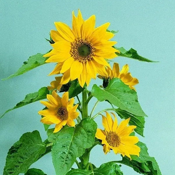 Photo de Tournesol ‘Pacino® Gold’. La couleur caractéristique est : jaune. Le visuel permet d’observer les contours, les teintes et la disposition des éléments présentés. Les détails de forme et les contrastes donnent un aperçu de l’apparence de cette plante ou de sa récolte. Cette photographie accompagne la variété nommée afin de l’identifier dans la sélection de semences.