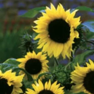 De grandes fleurs jaunes présentent des pétales allongés disposés autour de très gros centres foncés. La surface sombre des centres contraste fortement avec la couronne claire des pétales. Du feuillage vert accompagne les fleurs dans le cadrage. Derrière elles, un fond végétal flou conserve surtout des plages vertes, laissant les formes florales du premier plan bien distinctes.