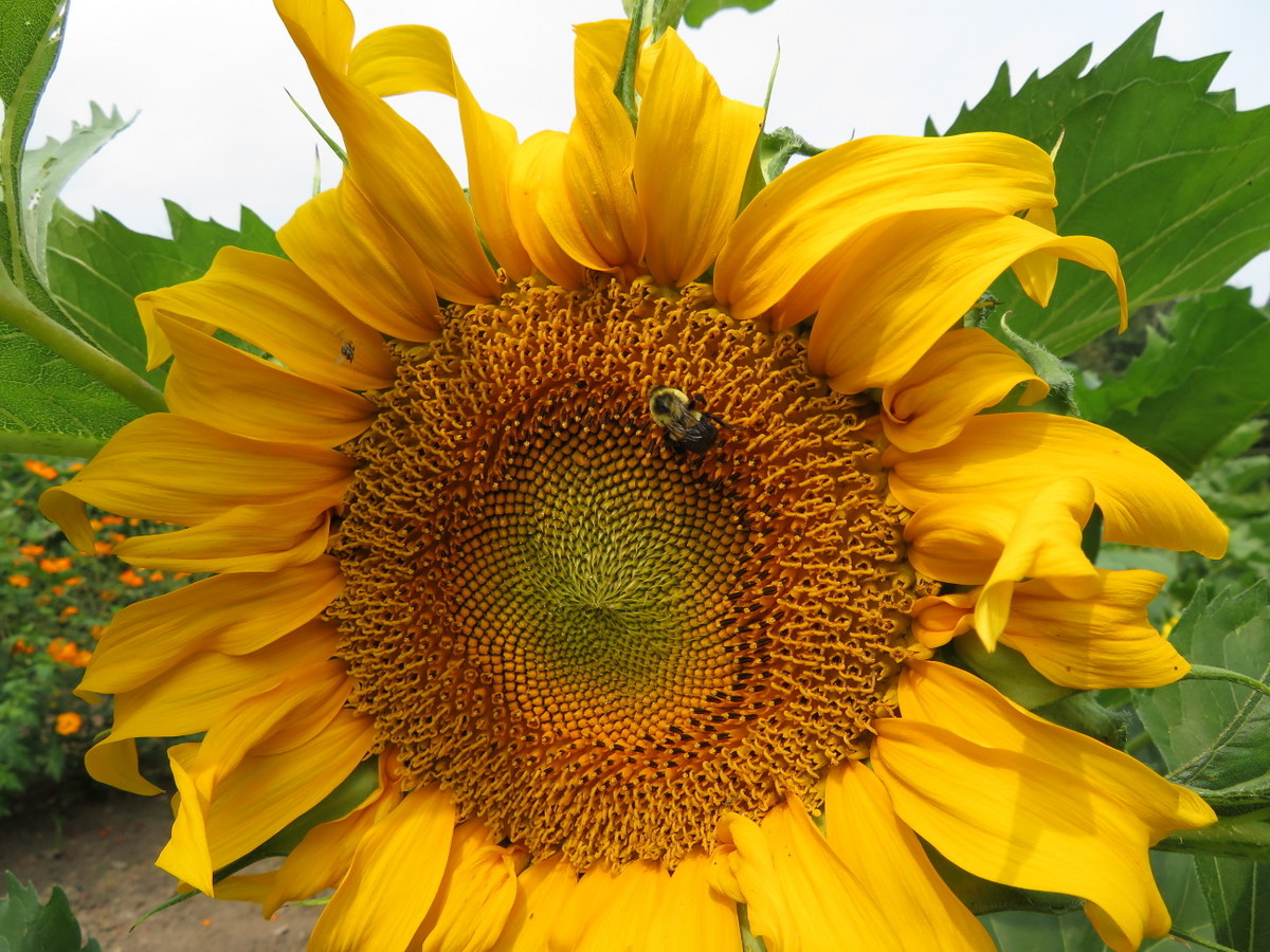 'Standfast' Sunflower