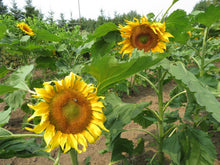 'Standfast' Sunflower