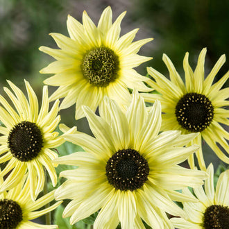 Plusieurs fleurs jaune très pâle présentent des pétales longs et pointus autour de centres brun foncé. Une grande corolle domine le premier plan, accompagnée de fleurs plus petites sur les côtés. Les pétales se chevauchent et portent des lignes fines. Quelques feuilles vertes apparaissent derrière les fleurs, sur un fond sombre mêlant vert et brun.