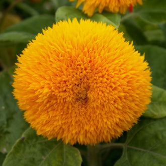Une tête florale ronde, jaune doré, remplit le centre de l’image. De très nombreux pétales fins et pointus couvrent sa surface, avec des nuances orange dans les creux. Les pointes forment un contour irrégulier tout autour du capitule. De grandes feuilles vertes apparaissent dessous et sur les côtés; une autre fleur jaune est partiellement visible en haut.