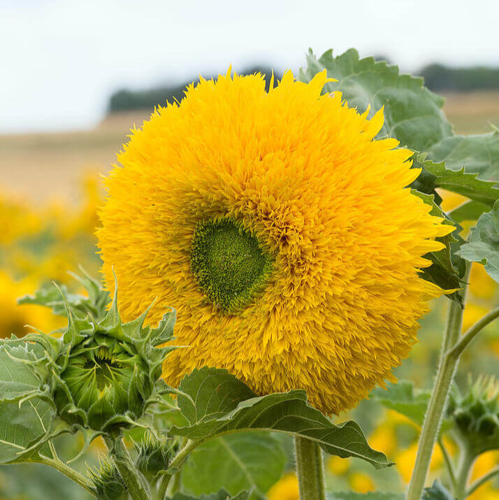 Tournesol 'Teddy bear'
