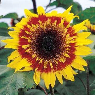 Une grande fleur jaune porte une large zone rouge brun autour d’un centre presque noir. Les pétales allongés sont disposés en plusieurs rangées, avec des pointes jaunes irrégulières. De fines lignes dorées apparaissent près du disque central. Des feuilles vertes bordent la fleur, tandis que d’autres touches jaunes et rouges se montrent dans le fond.