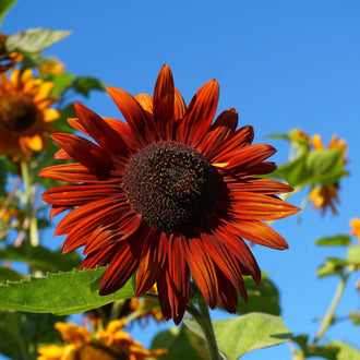 Une grande fleur rouge brun se détache devant un fond bleu. Ses pétales longs et pointus sont striés de lignes plus sombres et entourent un large disque brun presque noir. Des feuilles vertes aux bords dentés passent sous la corolle. D’autres fleurs jaunes et rouge brun apparaissent plus loin, le long des côtés de l’image.