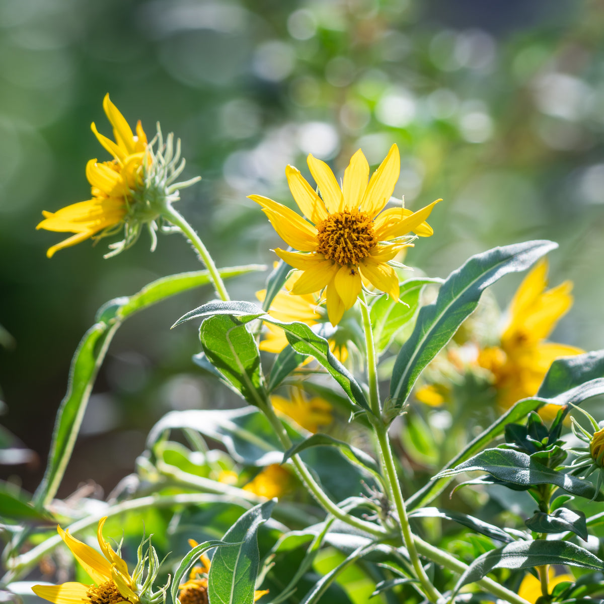 Tournesol 'Maximilien'