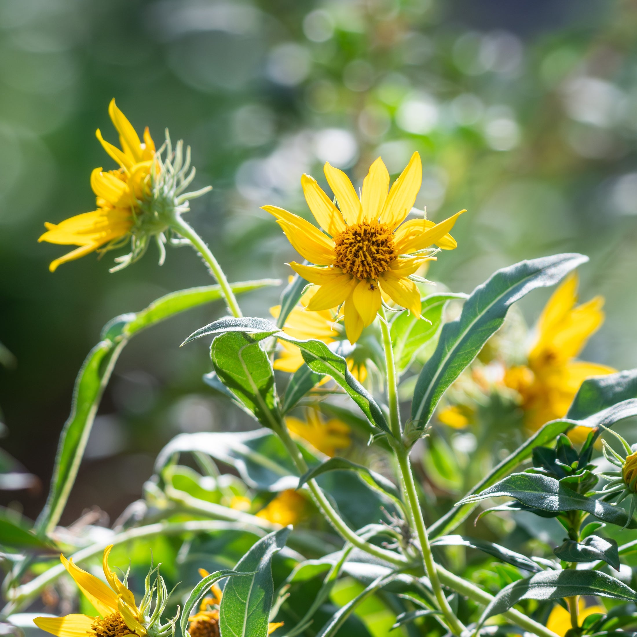 Tournesol 'Maximilien'