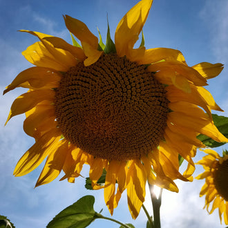 Photographie de Tournesol géant (Helianthus annuus), sélection proposée en semences W.H. Perron. Le visuel présente l’apparence de la plante ou de sa récolte et permet d’en observer les formes et les couleurs. Cette vue illustre les caractéristiques visibles de la sélection, dans une présentation destinée à accompagner son identification et à montrer son intérêt au jardin.