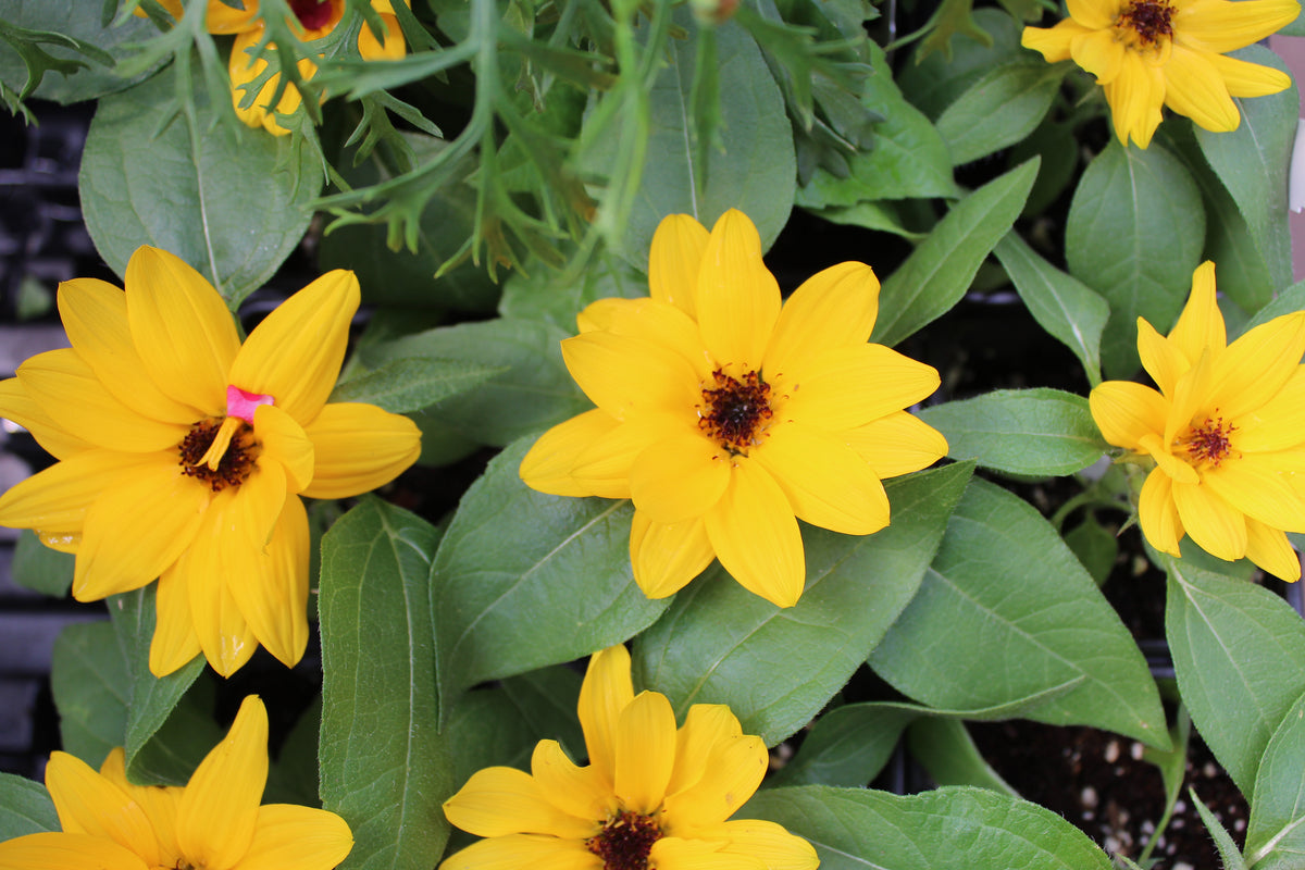 Dwarf sunflower