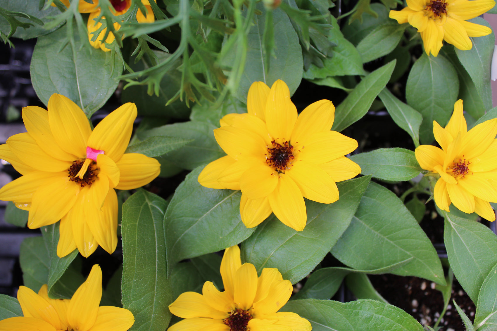 Dwarf sunflower