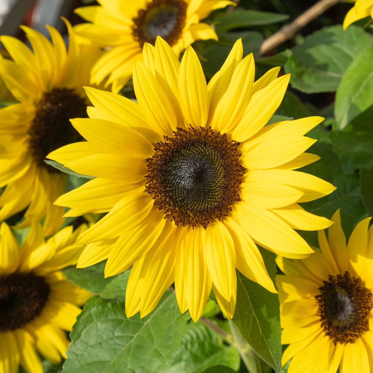 Une fleur jaune ouverte de face se place au centre devant de grandes feuilles vertes. Ses pétales longs et pointus entourent un disque brun sombre souligné de petits éléments dorés. Plusieurs fleurs jaunes sont partiellement cadrées autour, certaines moins détaillées dans le fond. Des tiges brun vert traversent les feuilles et relient les têtes florales.