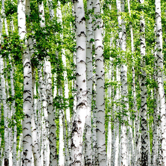 De nombreux troncs blancs élancés montent verticalement dans l’image. Leur écorce porte des marques grises et noires irrégulières, parfois disposées en traits horizontaux. De petites branches rejoignent un feuillage vert dense dans la partie supérieure. Les troncs se répètent au loin, entre des zones d’ombre et quelques portions de sous-bois vert visibles au sol.
