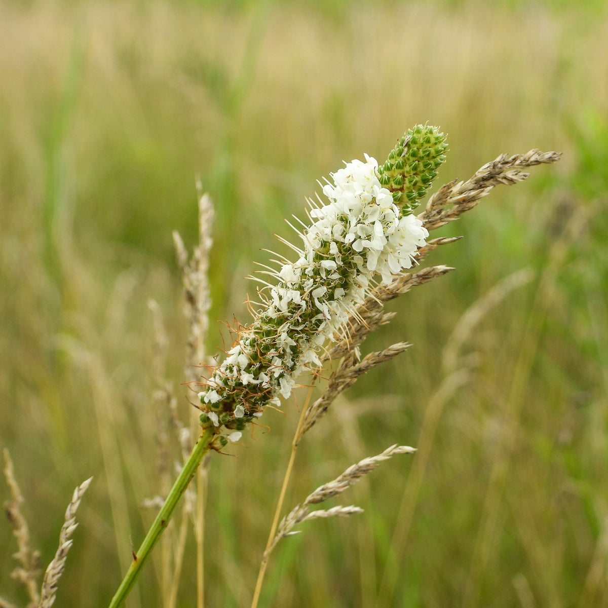 Image officielle de Trèfle blanc des Prairies, Dalea candida, associée au petit sachet de semences.