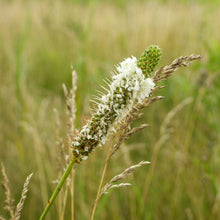 Image officielle de Trèfle blanc des Prairies, Dalea candida, associée au petit sachet de semences.