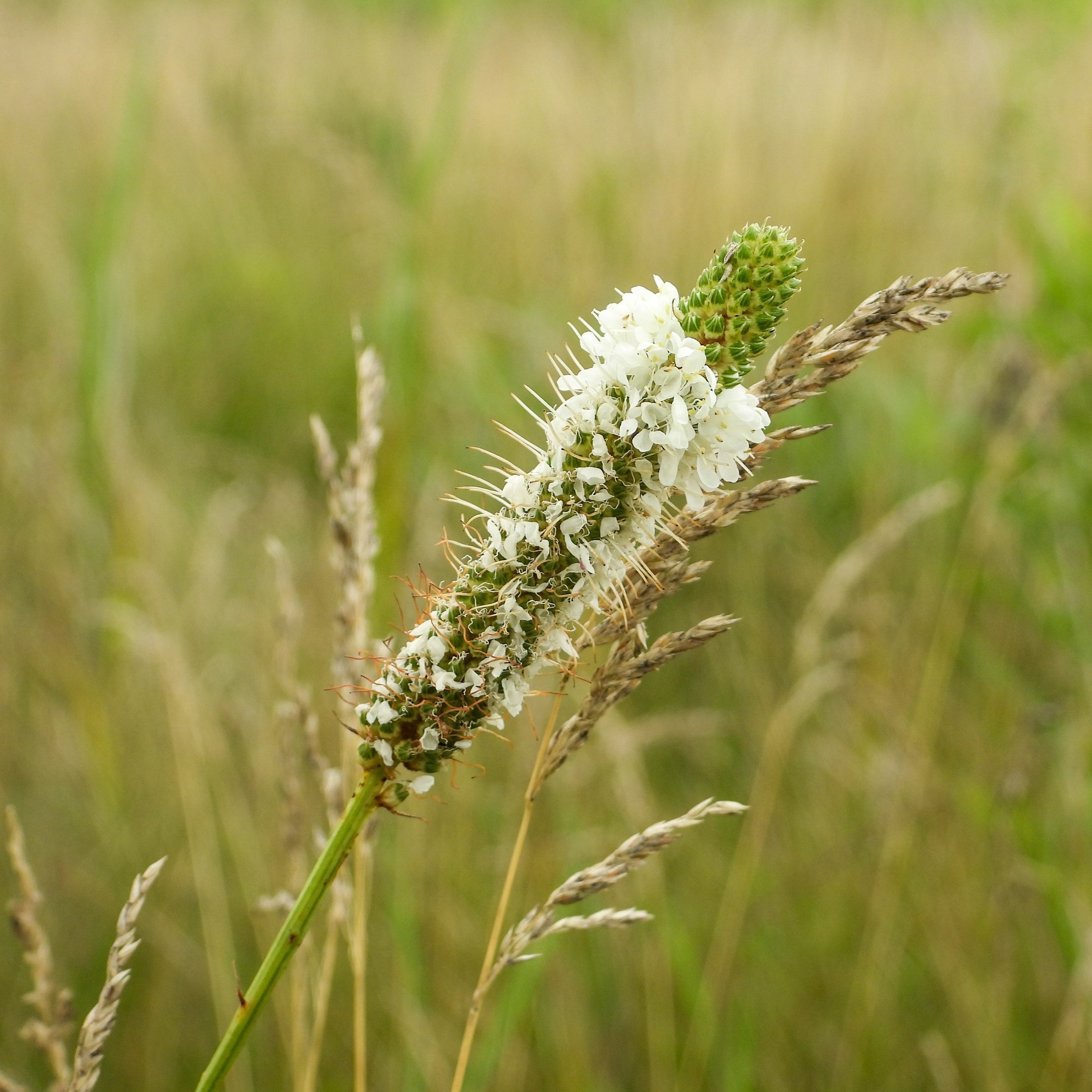 Image officielle de Trèfle blanc des Prairies, Dalea candida, associée au petit sachet de semences.