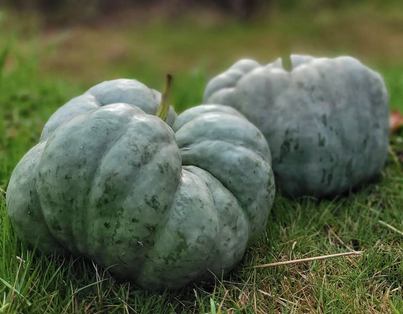 ‘Triamble’ winter squash, certified organic seeds (<em>Cucurbita maxima</em>)