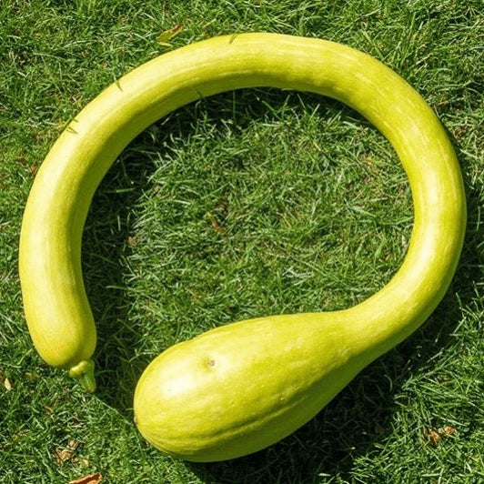 Squash 'Trombonci Rampiante' organic