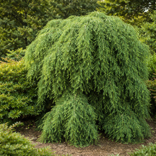 Tsuga canadensis 'Pendula'