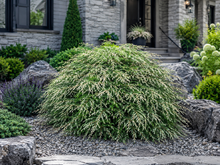 Tsuga canadensis 'Albospica'
