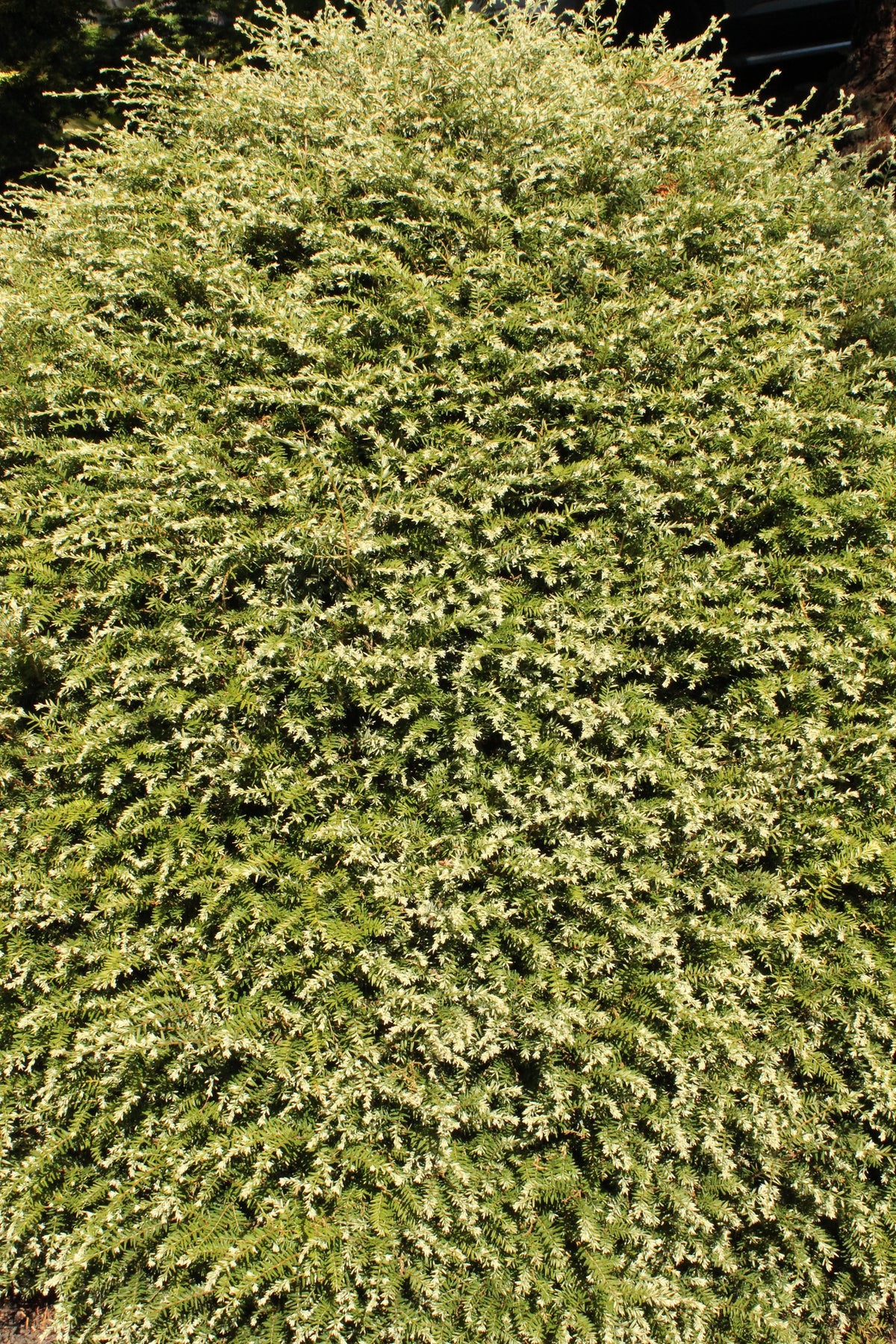 Pruche du Canada ‘Gentsch White’ (Tsuga canadensis)