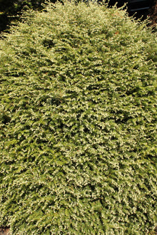 Pruche du Canada ‘Gentsch White’ (Tsuga canadensis)