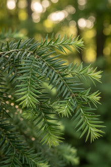 Pruche du Canada ‘Jeddeloh’ (Tsuga canadensis)