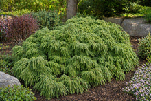 Pruche du Canada ‘Jeddeloh’ (Tsuga canadensis)