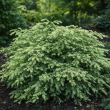 Pruche du Canada ‘Moon Frost’ (Tsuga canadensis)