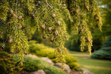Tsuga canadensis 'Pendula'
