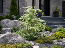 Pruche du Canada ‘Summer Snow’ (Tsuga canadensis)